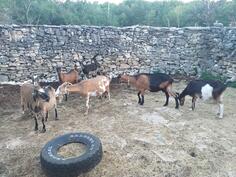 Prodajem 8 dobrih koza za držanje