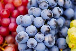 Domaća čista lozova rakija