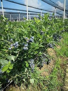 Poljoprivredno zemljište 120000m2 - Šabac - Varna