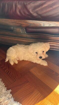 Stenad mini maltezera