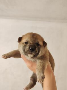 Šiba Shiba inu štenci