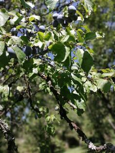  Domaće šljive na prodaju 