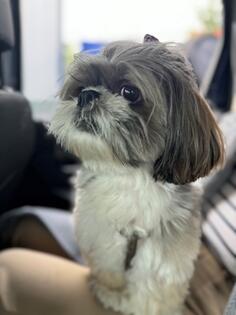 Mužjak Ši-cu-a za PARENJE