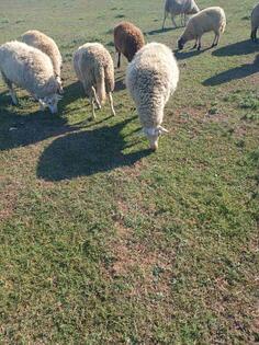 Prodajem jalovu ovcu, dvisku i jagnjad