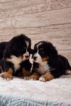 Bernski planinski pas stenci