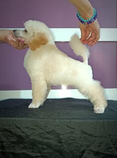 Pudla patuljasta bela štene muško