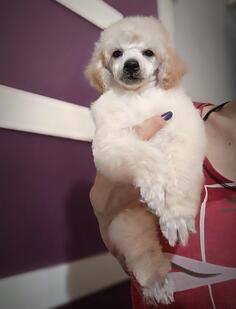 Pudla patuljasta bela štene muško