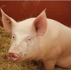 prodajem mladog nerasta i moze kompezacija za razno