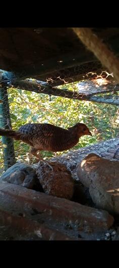 Mladi zlatni mužijak fazana