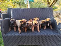 Belgijski ovcar - malinoa 