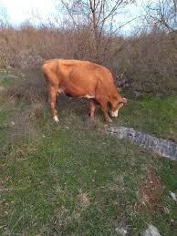 Prodajem kravu sa teletom