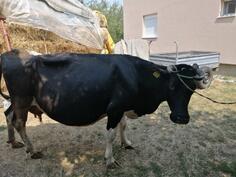 Prodajem krave