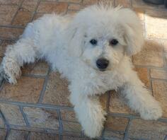 Poklanjam muskog kovrdzavog bisona