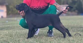 Cane Corso štenci 