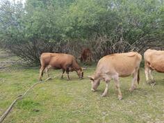 Prodajem junicu rasa Buša