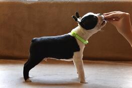 Boston terijer štenci