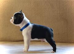 Boston terijer štenci