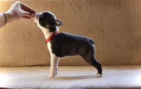 Boston terijer štenci