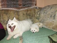 Pomeranci 1 muzjak 2 zenke