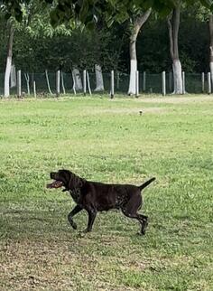 Nemački kratkodlaki ptičar ženka - NKD