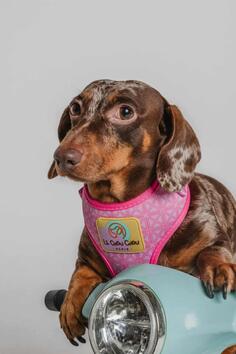 Jazavičar prelepi štenci