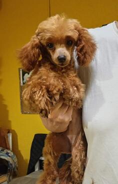 Crvena pudla odrasla