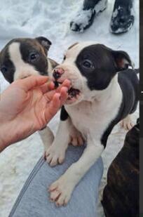 kupujem americkog staforda