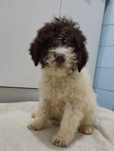 Lagoto romanjolo stenci