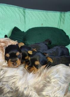 Prodaja muških i ženskih jorky štenaca