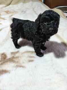 Patuljasta pudla zenka trazi novog vlasnika 0631803590