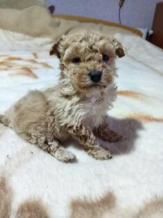 Toy pudla zenka trazi novog vlasnika 0631803590