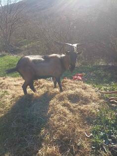 Prodajem uskopljenog jarca
