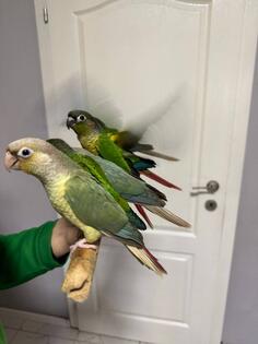 Rucno hranjeni braonuhi papagaji