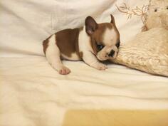 Francuski buldog