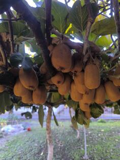 Domaci neprskan kivi