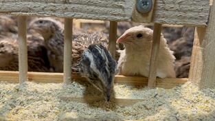 Jaja japanskih prepelica