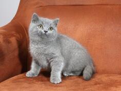 Britanski kratkodlaki mačići