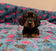 Patuljasti jazavicar