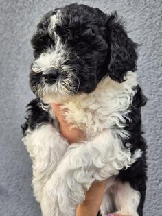 Portugalski pas za vodu - novo leglo / Porties World