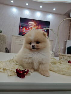 Pomeranci boo pravi medvedici 