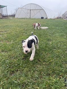 Stene staforda na prodaju ostala jos jedna zenka 