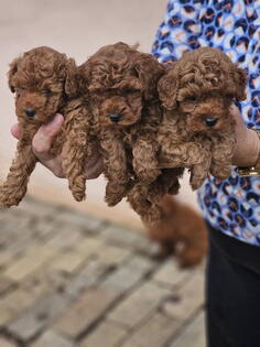 Crvene pudle toy, od oba roditelja u mom vlasnistvu 