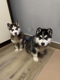 Sibirski Haski štenad