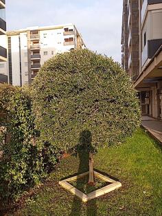 Rezidba voća i održavanje zelenih površina