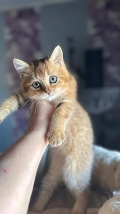 prodajem britanske kratkodlake macice