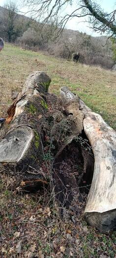 Prodajem debla hrasta, kubik 350e.