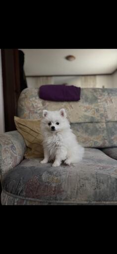 Patuljasti nemački špic