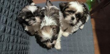 Prodajem stence si cua