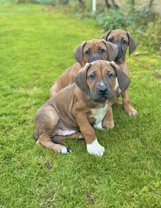 Prodajem štence ridžbega