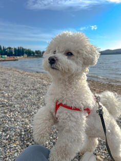 Traži se ženka za parenje - kovrdžavi patuljasti bišon (bez papira) - Tivat